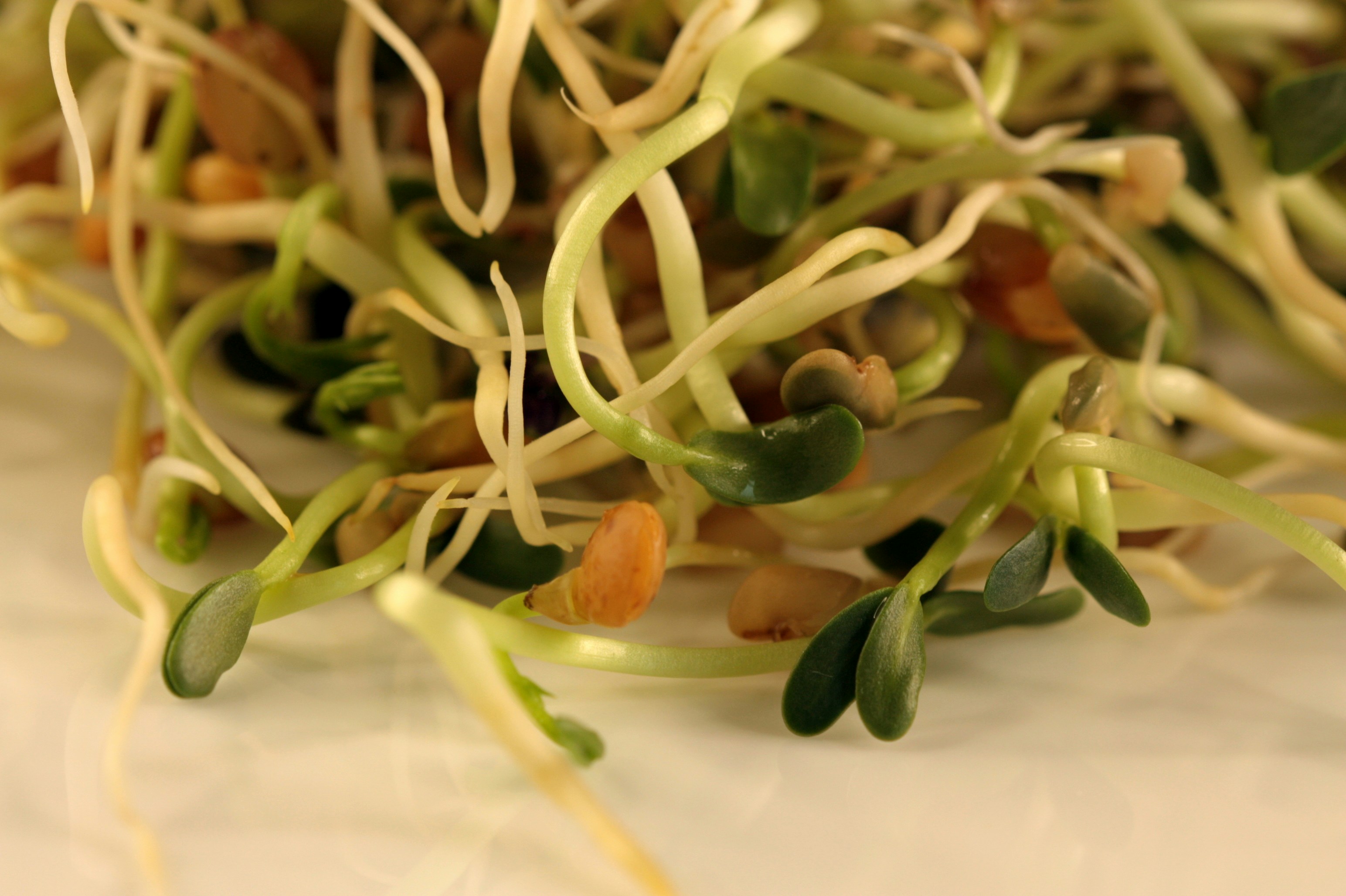 丼に盛られた肉丼